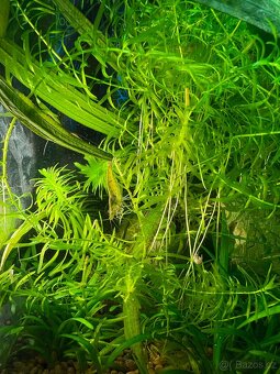 Krevetky Neocaridina - 3