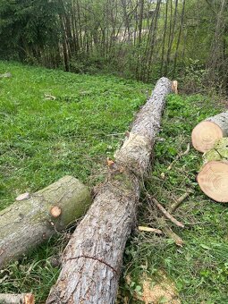 Modřínová kularina na řezivo - 3
