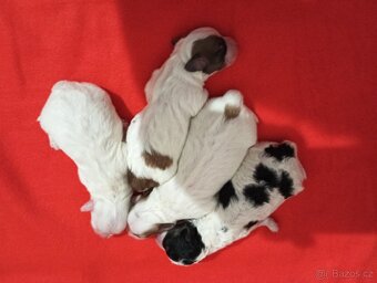 Coton de Tulear s PP - 3