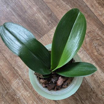 Phalaenopsis, zakořeněná odnož - 3