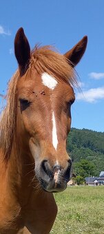 Dvouletý valach pony - 3
