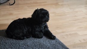 Nabízím pejska ShihTzu ke krytí - 3