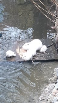 Nutrie - 3