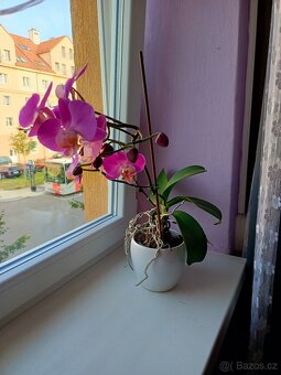 Pokojové květiny - 3