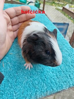 Morčátka na mazlíčka - 3