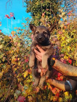 ŠTĚŇATA NĚMECKÝ OVČÁK - 3