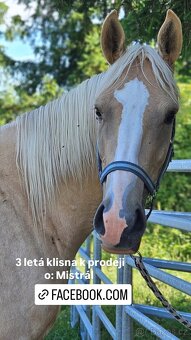Prodám 3-letou klisnu Kůň Kinský, - 3