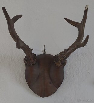 Parohy a paroží, bažant - 3