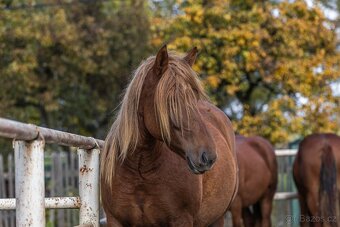 Dvě klisny slezskeho norika - 3