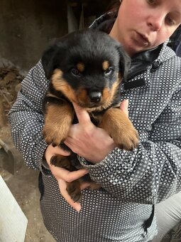 Štěňata rotvajlerů - 3