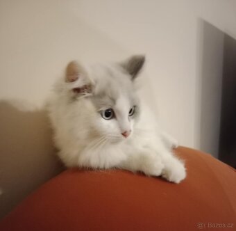 Ragdoll koťátka bez PP - 3