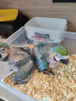 Mláďátka papoušků - 3