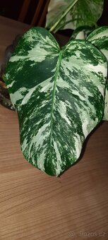Monstera albo - různé řízky - 3