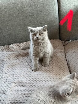 Britská koťata - 3