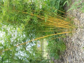 Bambus Vysočina, velky vyběr, ruzné druhy - 3