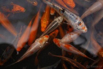 Koi Kapr - 3