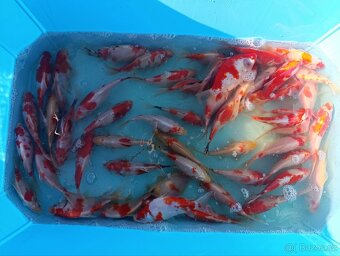 Karas Shubunkin 15 cm - 3