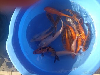 Koi kapr ,Karas zlatý,Karas shubunkin,závojnatka. - 3