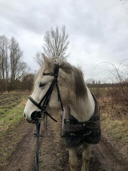 Pony - 3