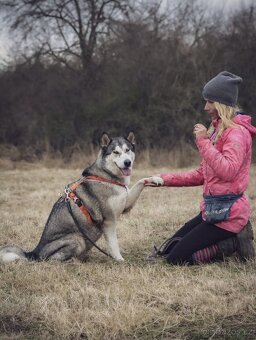 Kříženka husky x malamut - 3