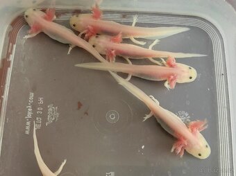 Axolotl mexický - Ambystoma mexicanum - 3