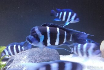 Gibberosa Blue Zaire Moba - 3
