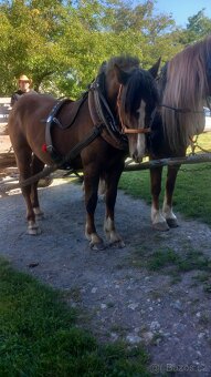 Prodám hřebečka Českomoravský Belgik - 3