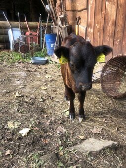 Jalovice Dexter 100% - 3