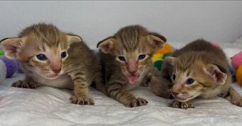 Orientální koťe Nemesis  & Nocco Marbleficent s PP - 3