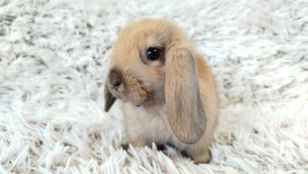 Zakrslý beránek, králíček, králík - JIJI - 3