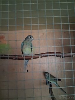 Papoušek zpěvavý - 3