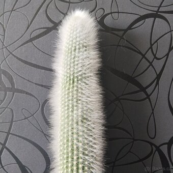 Velký kaktus 60 cm - 3