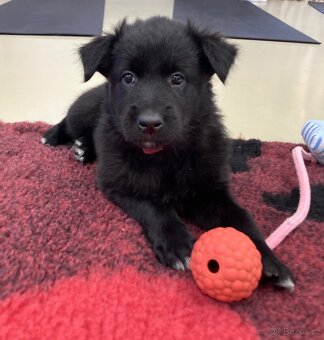 Belgický ovčák groenendael - 3