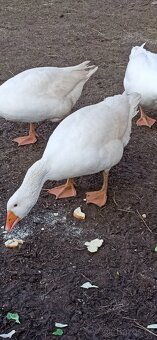 Prodám housera husy české - 3