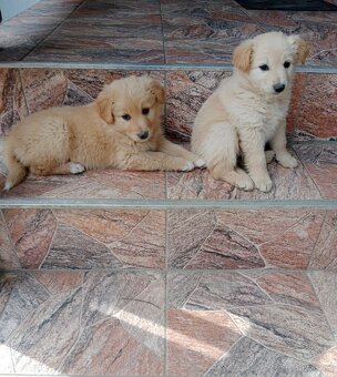 Zlatý retrívr/retriever - 3