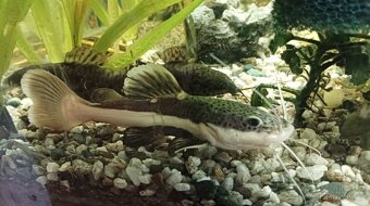 Antenovec cervenoocasy - 3
