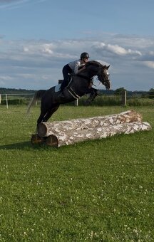 4letý oldenburský valach po Hickstead White - 3