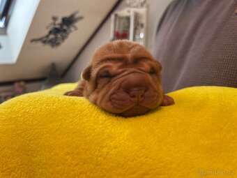 Sharpei,šarpej s PP - 3