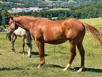 QH valach po AP Royal Bar - 3