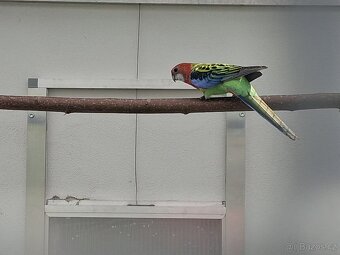 Prodam exoticke ptactvo - 3
