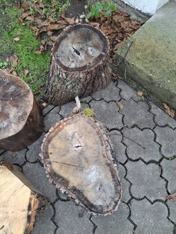 dubové špalky 5 kusů - 3