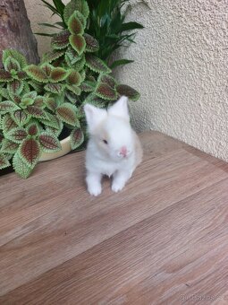 Zakrslý králík TEDDY - sameček - 3