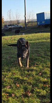 Německý ovčák štěně - 3