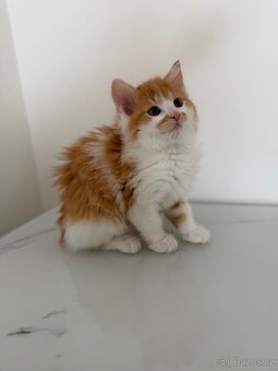 Mainská mývalí - 3