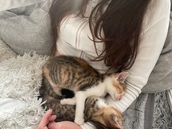 Koťátka domácí - 3