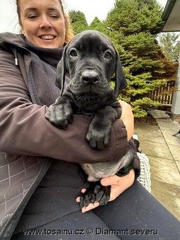 Tosa inu - veselé štěňátko vzácné černé barvy s PP - 3