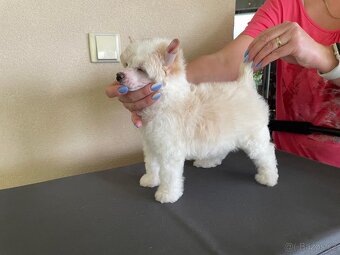 Čínský chocholatý pes s PP - chlupatý pejsek - 3