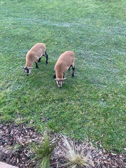 Ovce kamerunská - 3