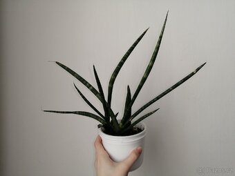 Sansevieria cylindrica - 3
