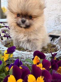 Pomeranian s p.p - 3